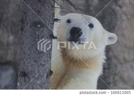 polar bear polar bear 100811005