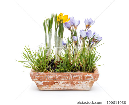 Spring crocuses 100811088