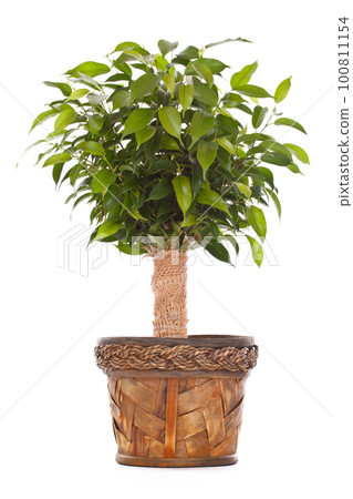 Small tree 100811154