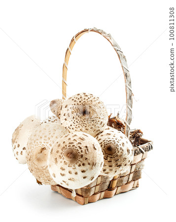 Parasol mushroom 100811308