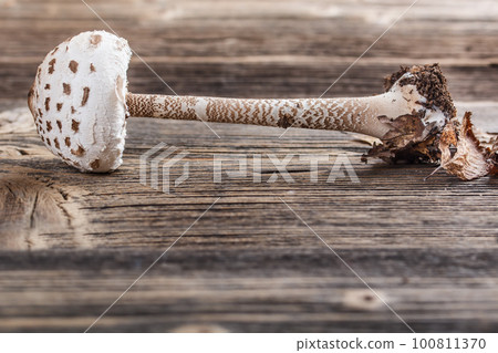 Parasol mushroom Parasol mushroom 100811370