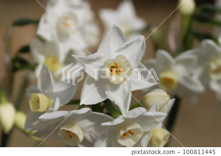 White double-flowered daffodils blooming in an early spring garden in Japan 100811445
