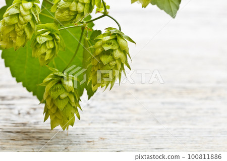 Cones of hop 100811886