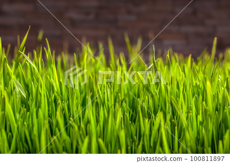 Wheat grass Wheat grass 100811897