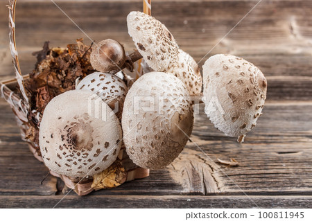 Parasol mushroom 100811945