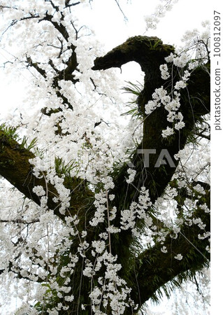 A single cherry tree in full bloom (Enmyoji, Inuyama City) A single cherry tree in full bloom (Enmyoji, Inuyama City) 100812097