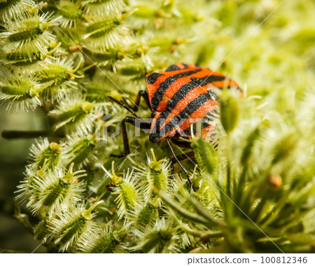Bedbug 100812346