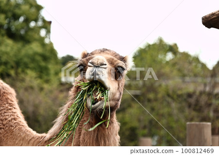 camel eating 100812469
