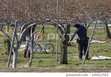 Pruning pear trees Pruning pear branches 100812503