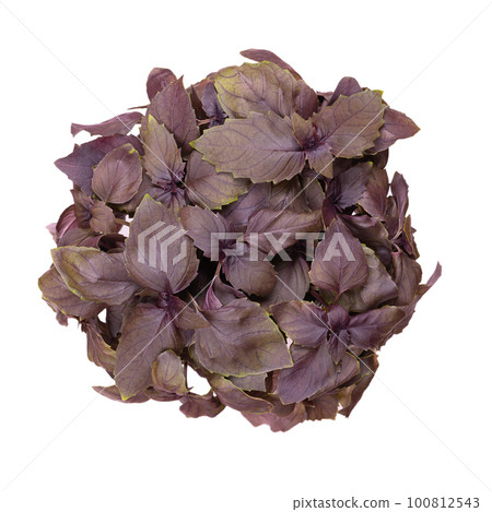 Red rubin basil from above, isolated over white. Fresh Ocimum basilicum Purpurascens, a variation of sweet basil, with unsusual reddish-purple leaves and strong flavour, used for garnishes and salads. Red rubin basil from above, isolated over white. Fresh Ocimum basilicum Purpurascens, a variation of sweet basil, with unsusual reddish-purple leaves and strong flavour, used for garnishes and salads. 100812543