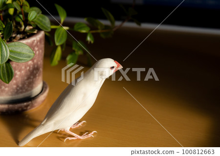 The setting sun and the white sparrow through the window 100812663