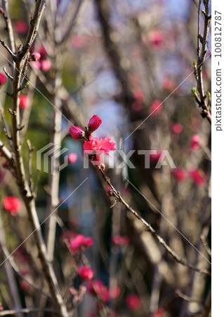 pretty flower of flower peach pretty flower of flower peach 100812787