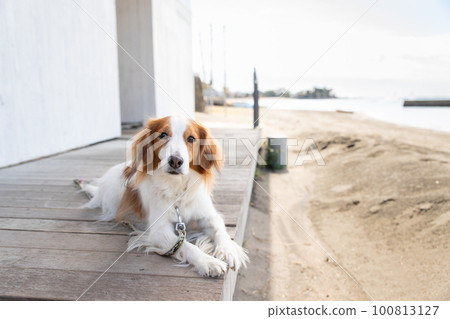 Koikerhondje on the terraced deck by the sea 100813127