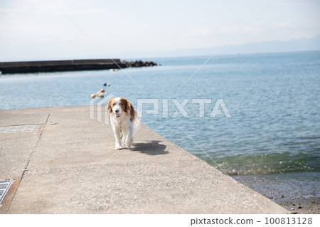 Koikerhondje heading towards us on the embankment Koikerhondje heading towards us on the embankment 100813128