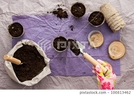Woman planting tomato seeds 100813462