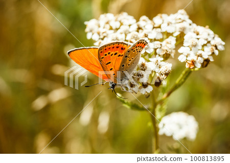 Fire butterfly 100813895