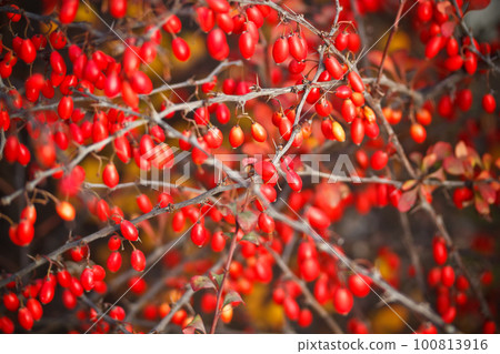 Branch with red berries Branch with red berries 100813916