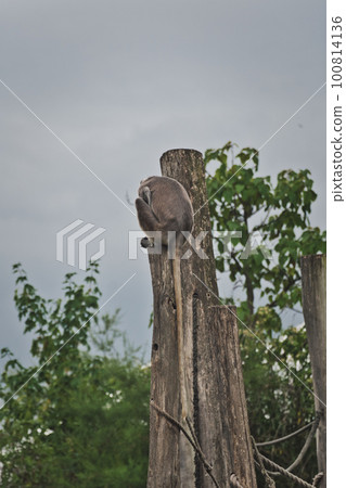 Vertical shot of an ape climbing a wooden pole in a zoo Vertical shot of an ape climbing a wooden pole in a zoo 100814136
