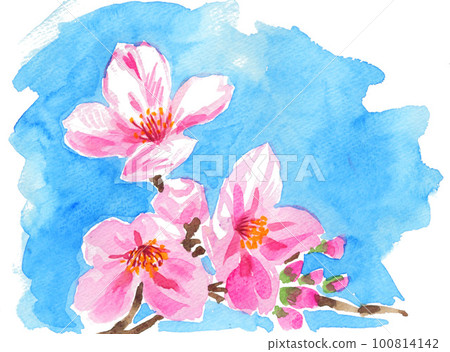 水彩畫的櫻花233a 100814142
