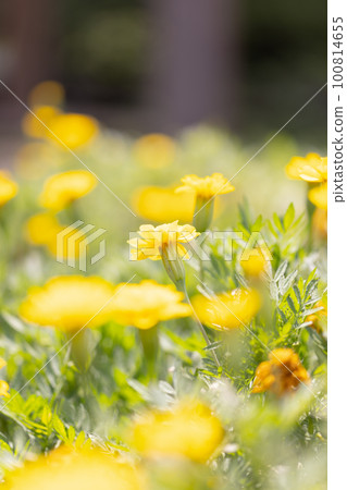 Landscape of a flower field with yellow flowers 100814655