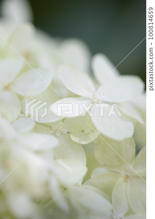White hydrangea White hydrangea 100814659