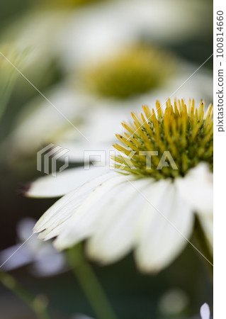Margaret wet in the rain Margaret wet in the rain 100814660