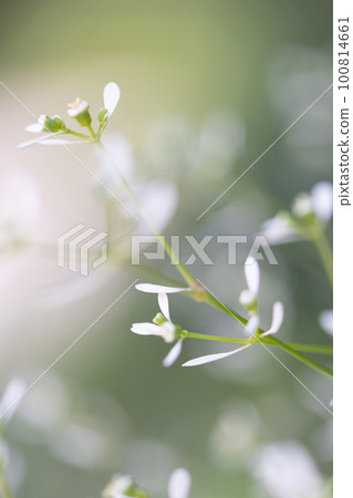 white diamond frost white diamond frost 100814661