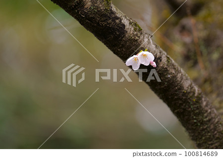 Cherry blossoms bloom Cherry blossoms bloom 100814689