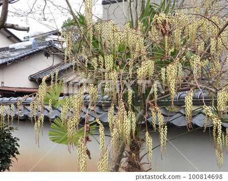 Kibushi(Kibushi)花:全景 Kibushi(Kibushi)花:全景 100814698