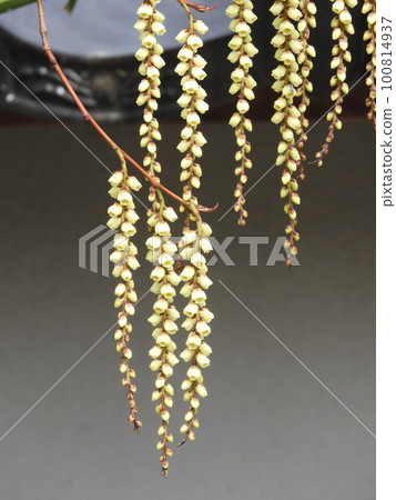 Kibushi花:雄花 Kibushi花:雄花 100814937