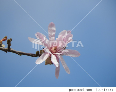Magnolia flower "Magnolia stellata" 100815734