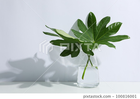 Concept of summertime, leaves, summer and nature concept Concept of summertime, leaves, summer and nature concept 100816001