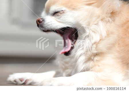 Chihuahua basking in the sun and wanting to sleep 100816114