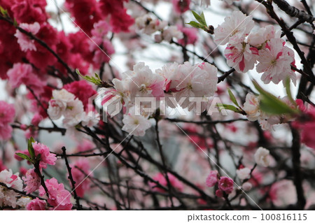 Peach blossoms in full bloom bathed in the spring sunshine 100816115