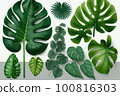 Illustration of different sized monstera leafs on white background 100816303