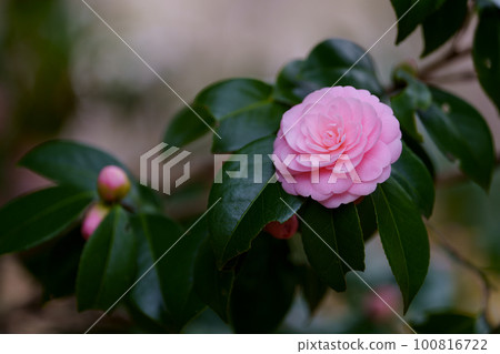beautiful camellia flowers 100816722