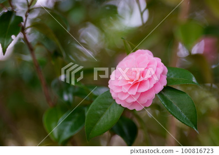 beautiful camellia flowers beautiful camellia flowers 100816723