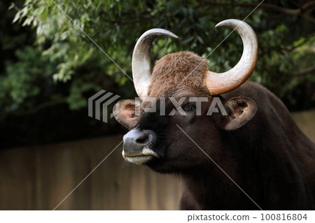 Gaur face close-up 100816804