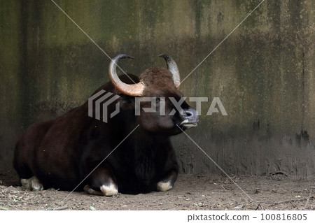 sitting gaur portrait sitting gaur portrait 100816805