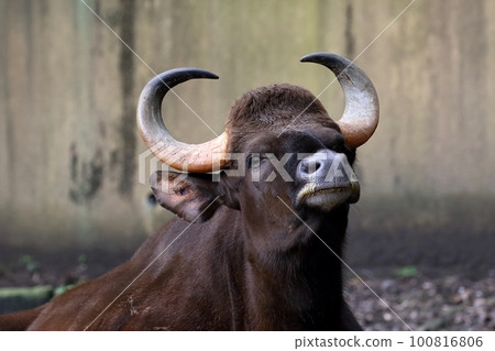 Gaur 特寫鏡頭看著相機 Gaur 特寫鏡頭看著相機 100816806