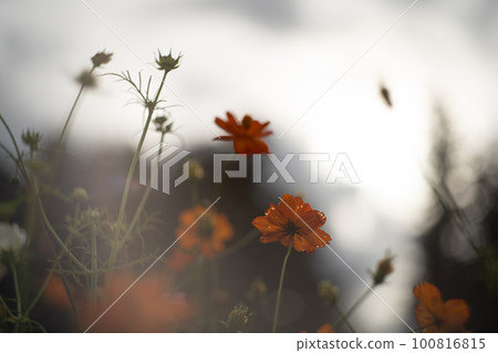 Landscape with cosmos flower 100816815