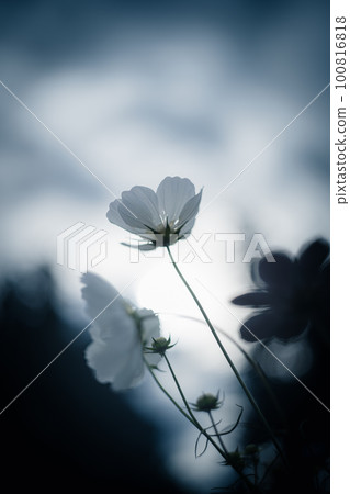 Cosmos shining in backlight Cosmos shining in backlight 100816818