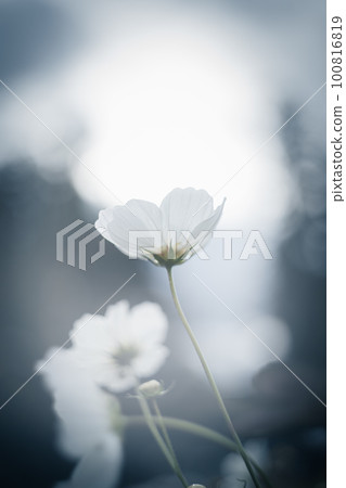 backlight and white cosmos 100816819