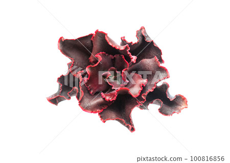 Pappy's rose echeveria flower isolated Pappy's rose echeveria flower isolated 100816856