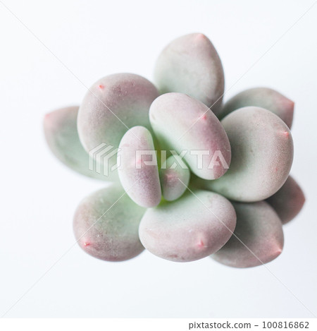 pink purple succulent Hand-Painted Wood Succulents main image 0