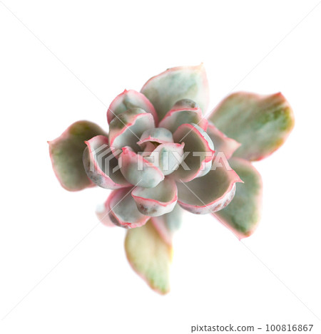 Succulent plant Echeveria Berkeley light variegata rosette flower plant isolated on white background Succulent plant Echeveria Berkeley light variegata rosette flower plant isolated on white background 100816867