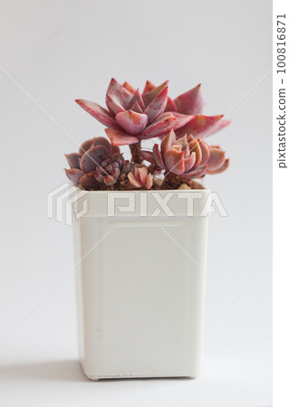 Red blossom Graptoveria Douglas Huth and Echeveria Golden Glow plants in pot on white.  100816871