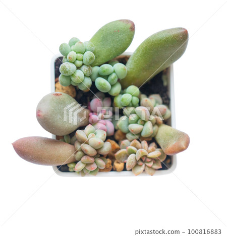 Propagating Succulents From Leaves. Echeveria 100816883