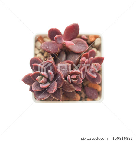 Bright red sinocrassula indica plant in pot closeup Bright red sinocrassula indica plant in pot closeup 100816885