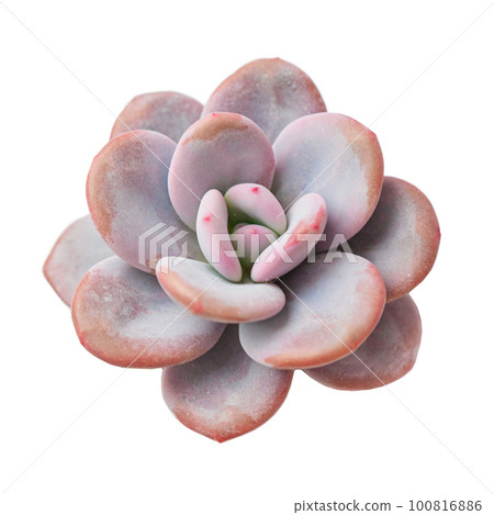 Echeveria Orpet flowers plant rosette isolated, top view Echeveria Orpet flowers plant rosette isolated, top view 100816886